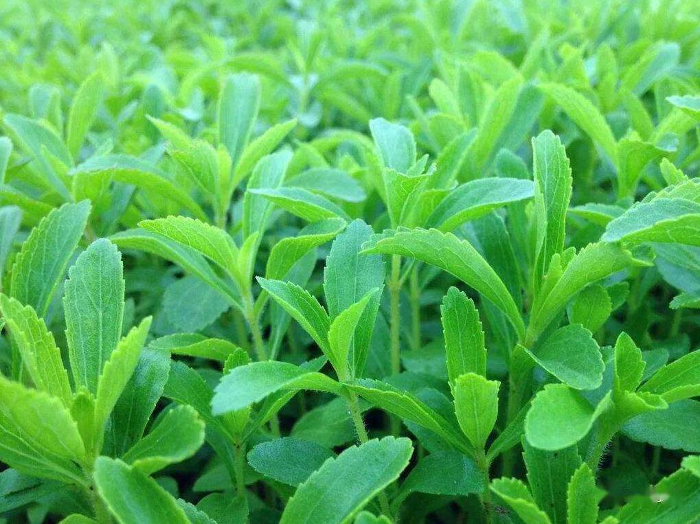 甜叶菊.jpg